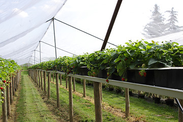 Image showing culture in a greenhouse strawberry and strawberries