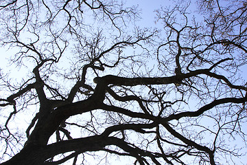 Image showing large old oak in the winter sun