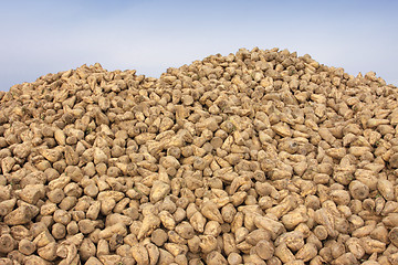 Image showing Sugar beet pile at the field after harvest