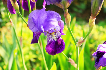 Image showing Group of purple irises in spring sunny day. Selective focus. 