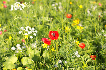 Image showing Colorful flowers, selective focus on pink flower 