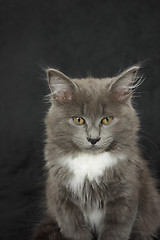 Image showing gray and white kitten close up on a black background