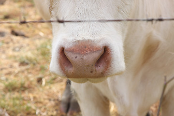 Image showing nose close-up of a variety of Charolais cow