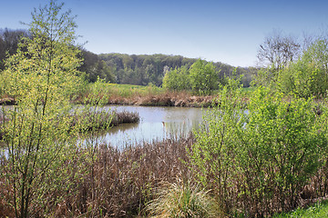 Image showing small lake surrounded by reeds and trees