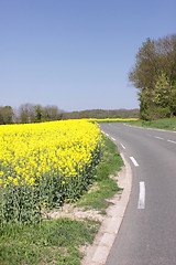 Image showing landscape of a rape fields in bloom in spring in the countryside