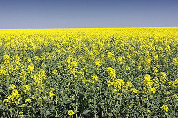 Image showing landscape of a rape fields in bloom in spring in the countryside