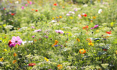 Image showing Colorful flowers, selective focus on pink flower 