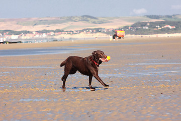 Image showing dog playing ball on the beach in summer