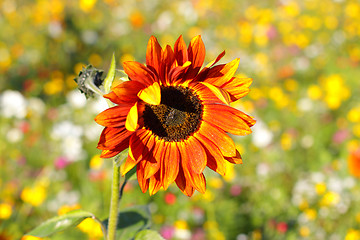 Image showing Colorful flowers, selective focus on sunflower orange