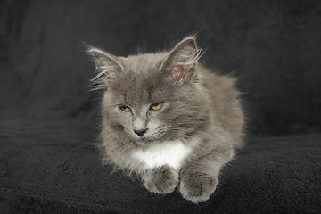Image showing gray and white kitten close up on a black background