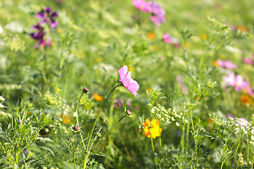 Image showing Colorful flowers, selective focus on pink flower 