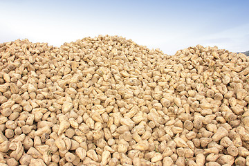 Image showing Sugar beet pile at the field after harvest