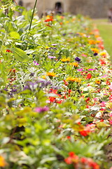 Image showing garden of beautiful flowers of all colors