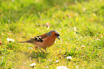 Image showing chaffinch wood with beautiful colors