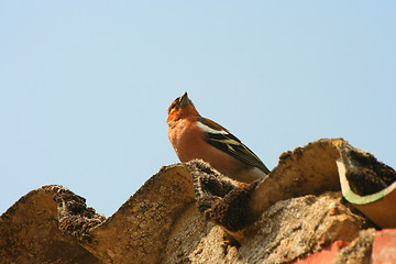 Image showing chaffinch wood with beautiful colors