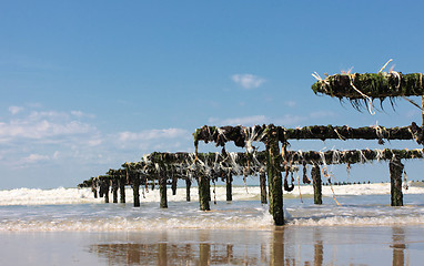 Image showing mussel farming on the coast of opal in the north of France