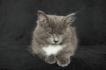 Image showing gray and white kitten close up on a black background