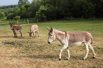 Image showing quiet donkey in a field in spring