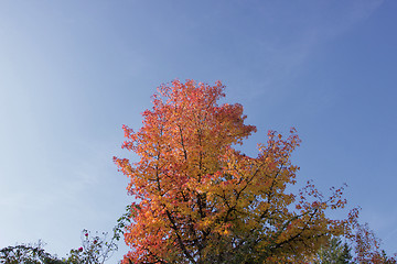 Image showing maple in autumn with red and orange leaves