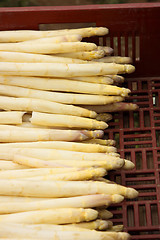 Image showing harvest delicious fresh asparagus all for sale