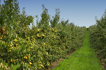 Image showing pear orchard, loaded with pears under the summer sun