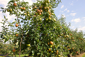 Image showing apple orchard in summer, covered with colorful apples