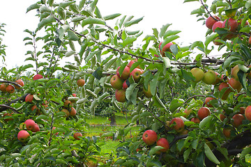 Image showing apple orchard in summer, covered with colorful apples