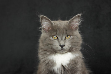 Image showing gray and white kitten close up on a black background