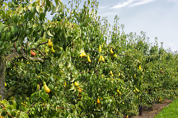 Image showing pear trees laden with fruit in an orchard in the sun