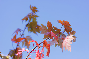 Image showing maple in autumn with red and orange leaves