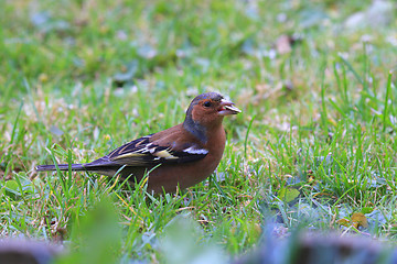 Image showing chaffinch wood with beautiful colors