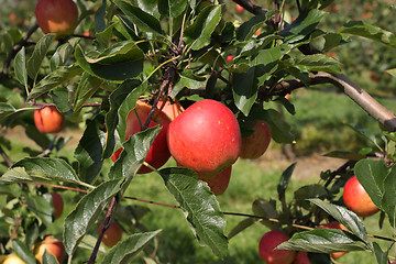 Image showing apple orchard in summer, covered with colorful apples