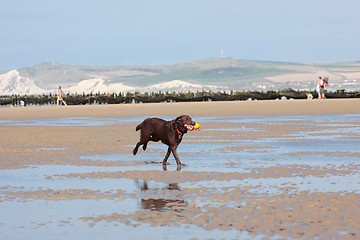 Image showing dog playing ball on the beach in summer