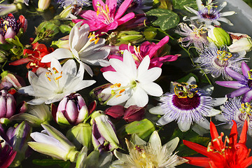 Image showing different colored passionflowers, passion flower, floating on water