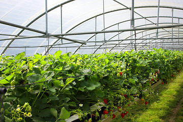 Image showing culture in a greenhouse strawberry and strawberries