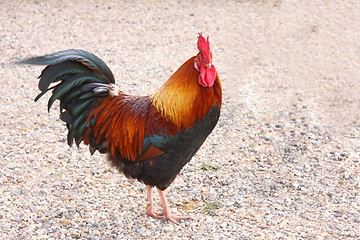 Image showing beautiful colorful rooster in a farmyard in France