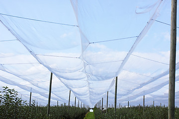 Image showing apple orchard with nets to protect against hail and birds