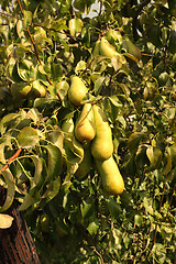 Image showing pear orchard, loaded with pears under the summer sun