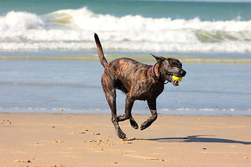 Image showing dog playing ball on the beach in summer