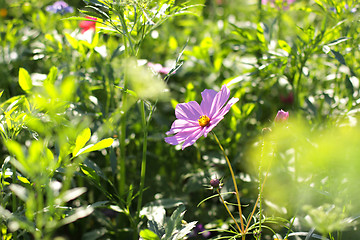 Image showing Colorful flowers, selective focus on pink flower 