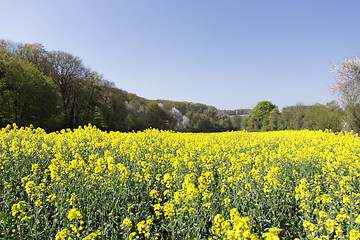 Image showing landscape of a rape fields in bloom in spring in the countryside