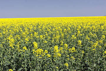 Image showing landscape of a rape fields in bloom in spring in the countryside