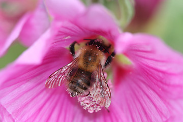 Image showing bumblebee collecting pollen in a large pink flower