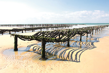 Image showing mussel farming on the coast of opal in the north of France