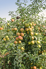 Image showing apple orchard in summer, covered with colorful apples