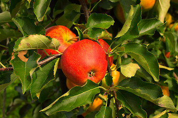 Image showing apple orchard in summer, covered with colorful apples