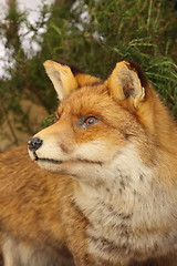 Image showing profile in close up of a stuffed fox