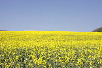 Image showing landscape of a rape fields in bloom in spring in the countryside