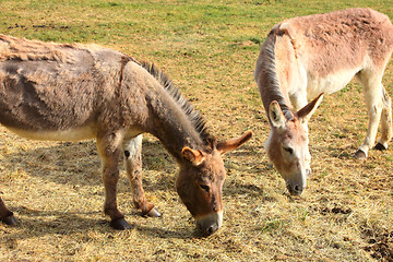 Image showing quiet donkey in a field in spring