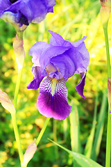 Image showing Group of purple irises in spring sunny day. Selective focus. 